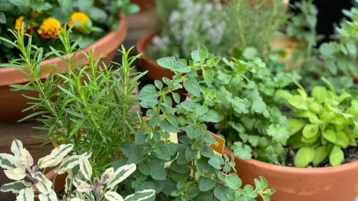 6 Planting Tips That Work and 4 Crops That Guarantee a Longer Harvest