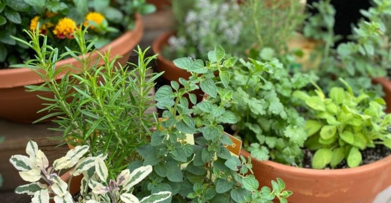 6 Planting Tips That Work and 4 Crops That Guarantee a Longer Harvest