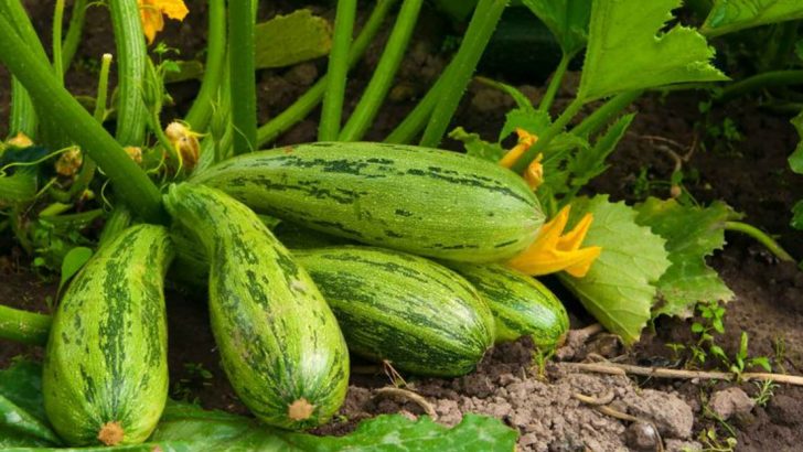 6 Quick-Growing Crops You Can Still Plant and Pick This Season