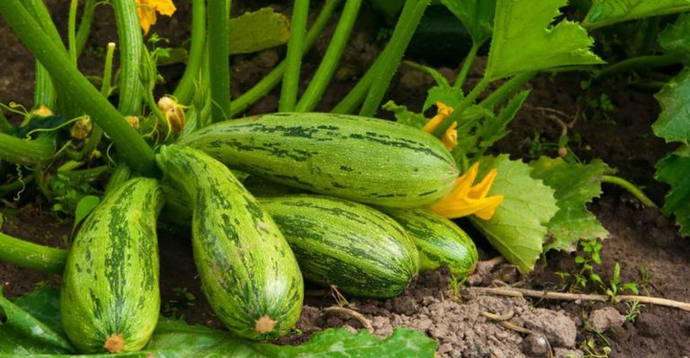 6 Quick-Growing Crops You Can Still Plant and Pick This Season