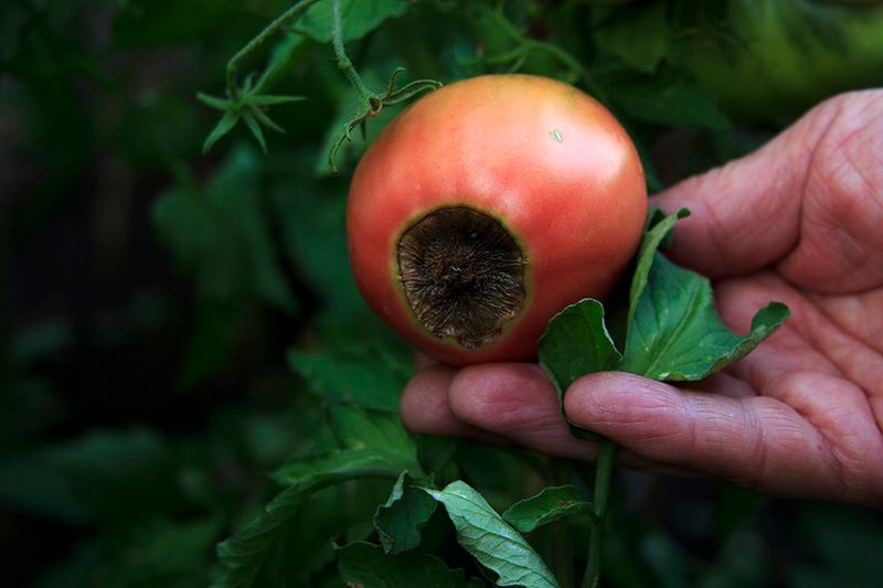 Blossom End Rot