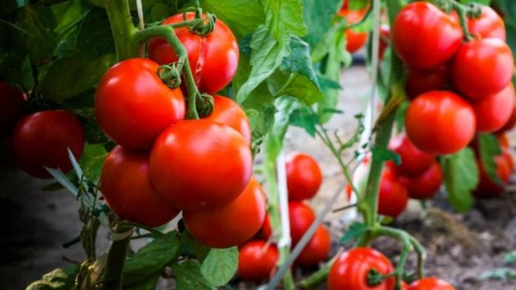 6 Tomato Problems in June and 10 Brilliant Ways to Fix Them