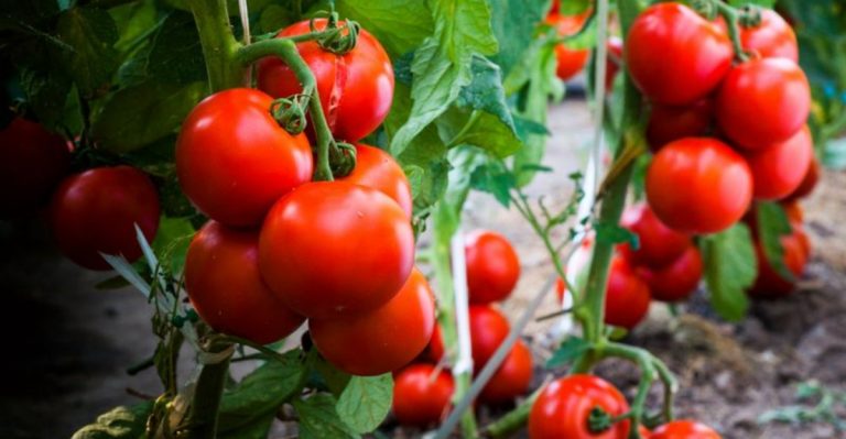 6 Tomato Problems in June and 10 Brilliant Ways to Fix Them