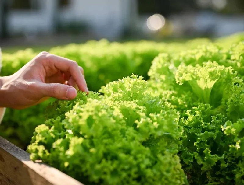 Lettuce