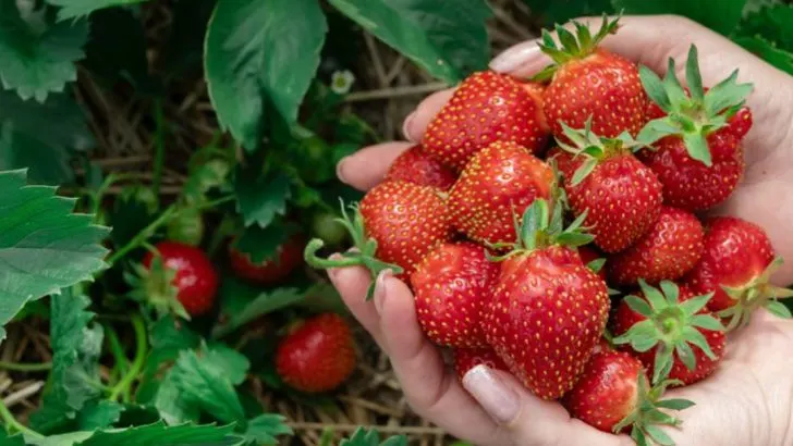 6 Washed-Out Crops That Underwhelm and 6 That Bring June’s Boldest Harvest