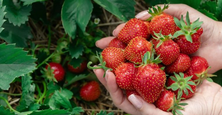 6 Washed-Out Crops That Underwhelm and 6 That Bring June’s Boldest Harvest