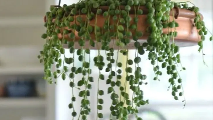 6 Climbing Houseplants and 7 Trailing Varieties for Vertical Spaces