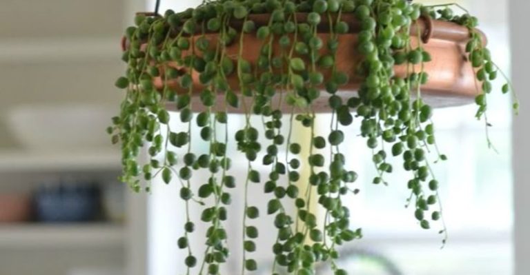 6 Climbing Houseplants and 7 Trailing Varieties for Vertical Spaces