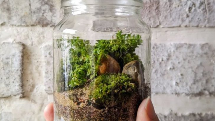 6 Mini Greenhouses You Can Make from Recycled Materials