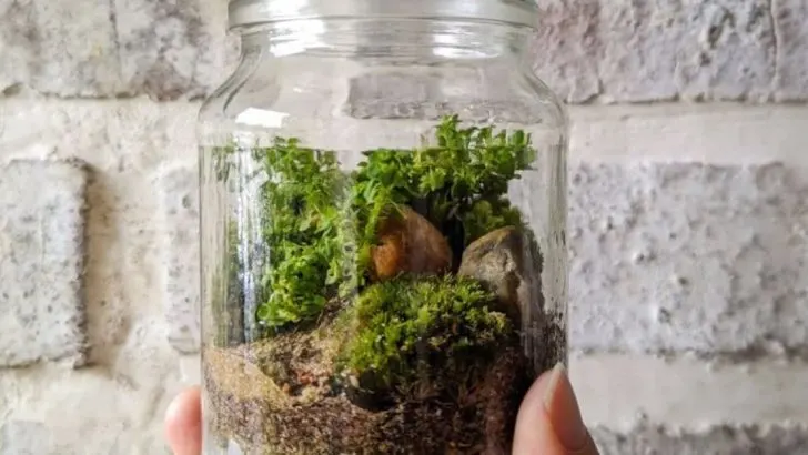 6 Mini Greenhouses You Can Make from Recycled Materials