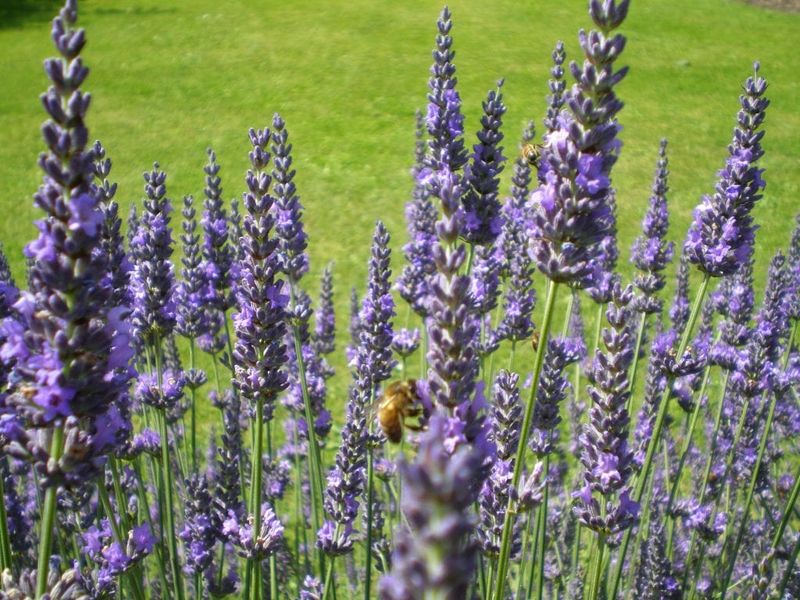 Lavender