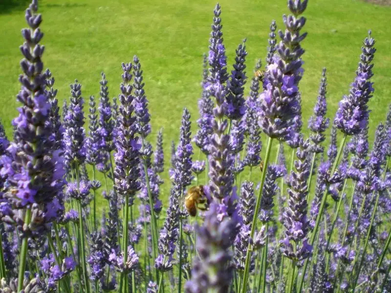 Lavender