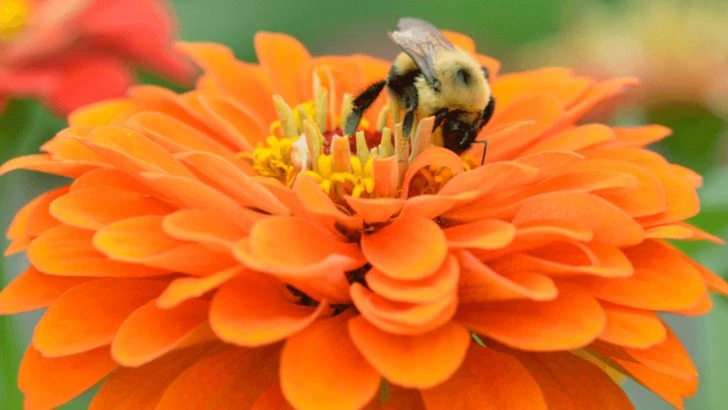 7 Blooms to Bring in Bees and 3 to Maximize Your Harvest
