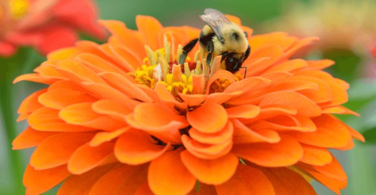 7 Blooms to Bring in Bees and 3 to Maximize Your Harvest