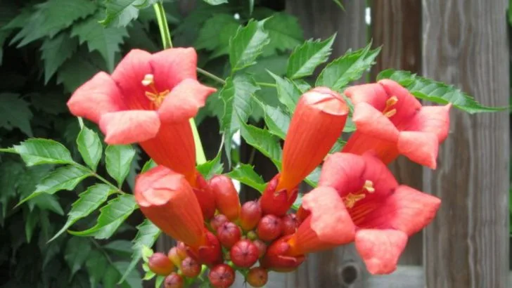 7 Climbers That Perfume the Air and 5 That Let You Down in Summer