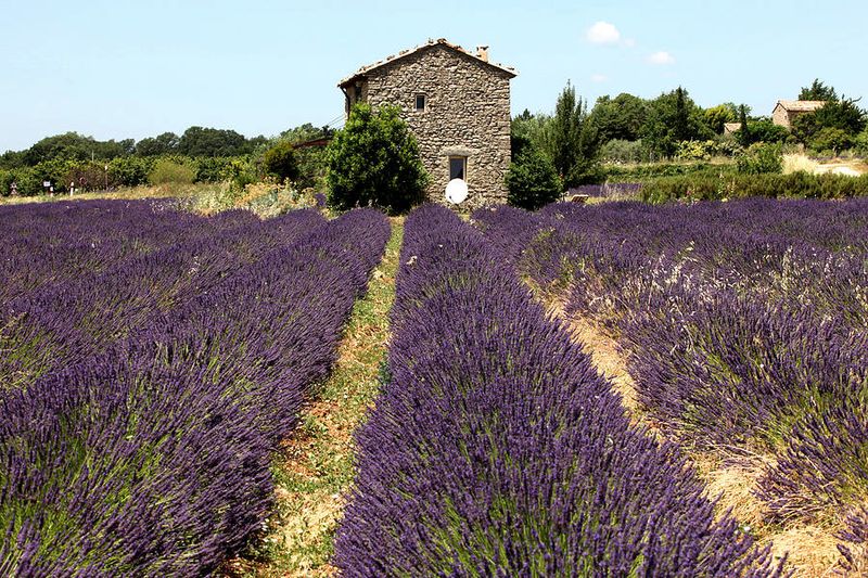Lavender