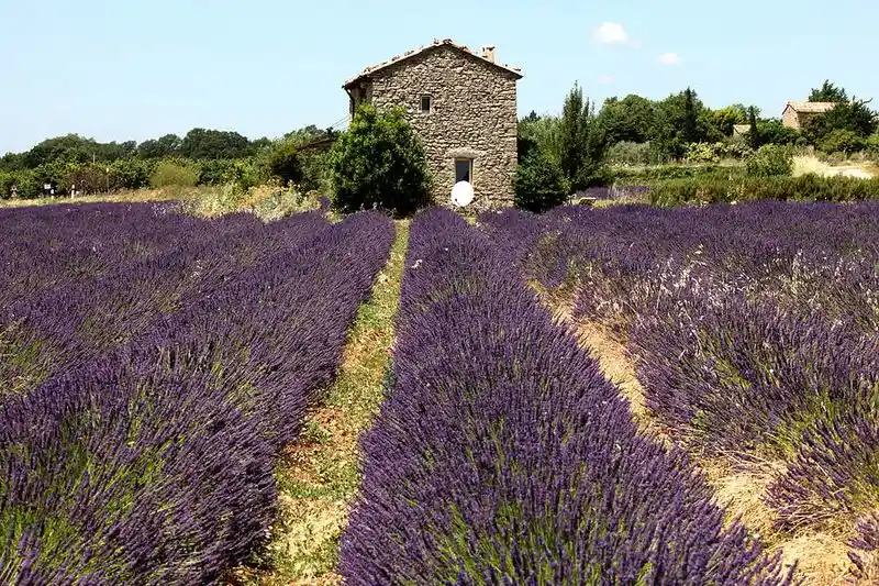 Lavender