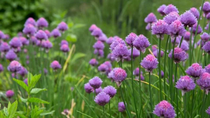 7 Deer-Resistant Flowers for Edible Landscapes