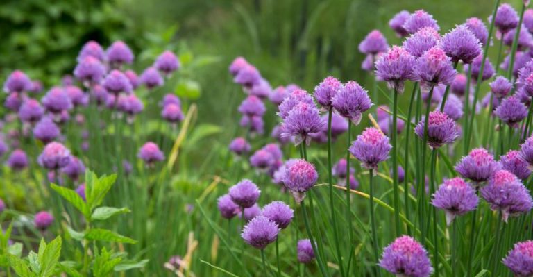 7 Deer-Resistant Flowers for Edible Landscapes