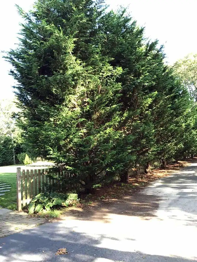 Leyland Cypress