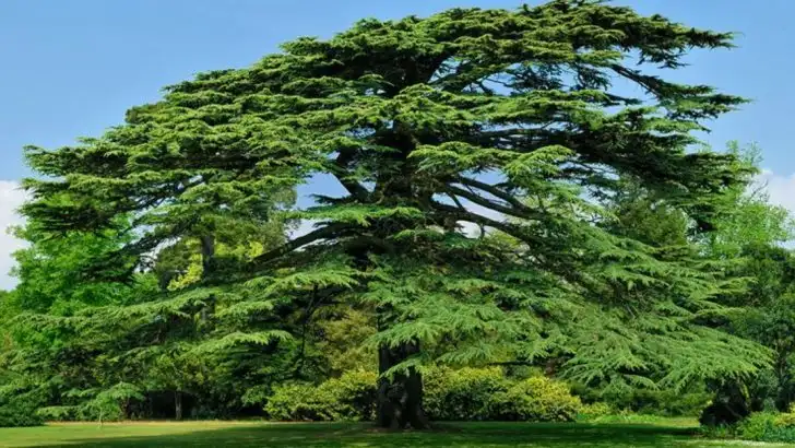 7 Evergreen Trees You’ll Wish You Never Planted and 10 That Are Actually Worth It