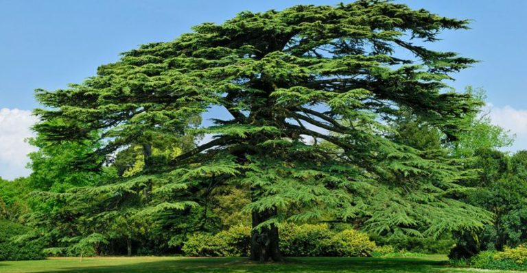 7 Evergreen Trees You’ll Wish You Never Planted and 10 That Are Actually Worth It