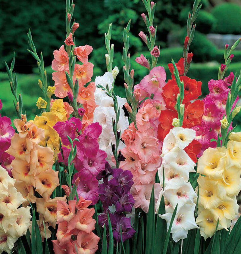 Gladiolus