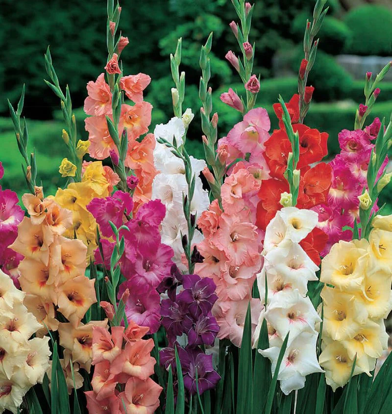 Gladiolus