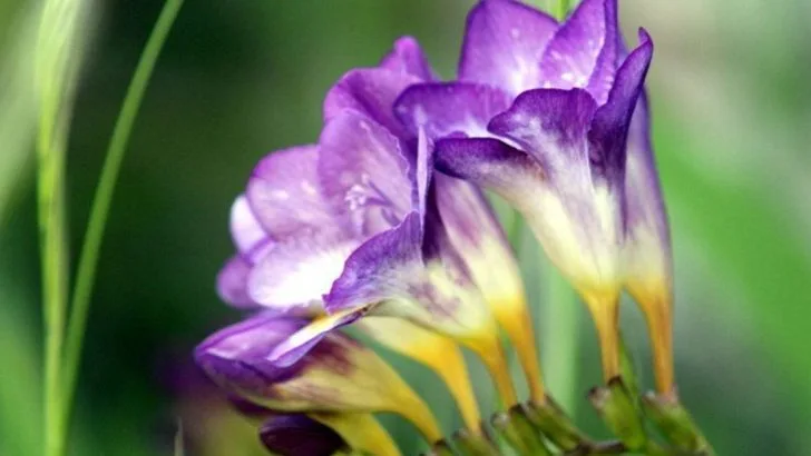 7 June Bulbs Worth Planting and 3 That Won’t Last Past July