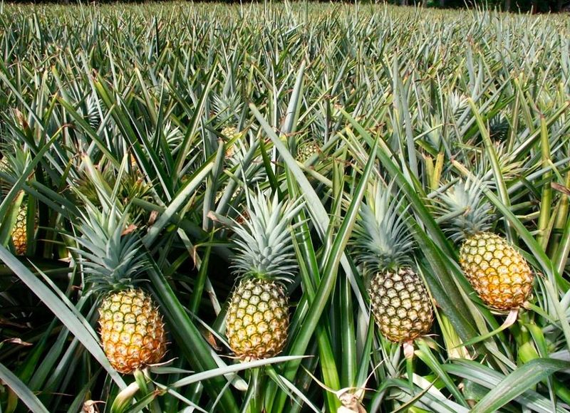 Pineapple