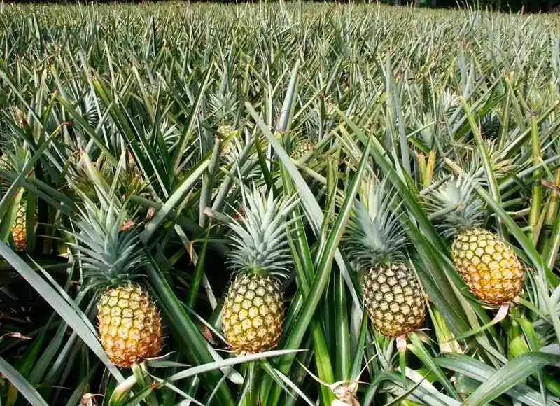 Pineapple