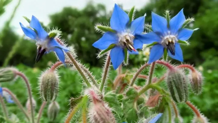 7 Trap Crops to Lure Pests Away From Veggies