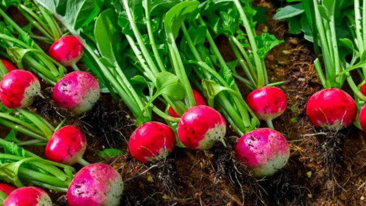 7 Vegetables That Never Thrive and 14 That Practically Grow on Their Own