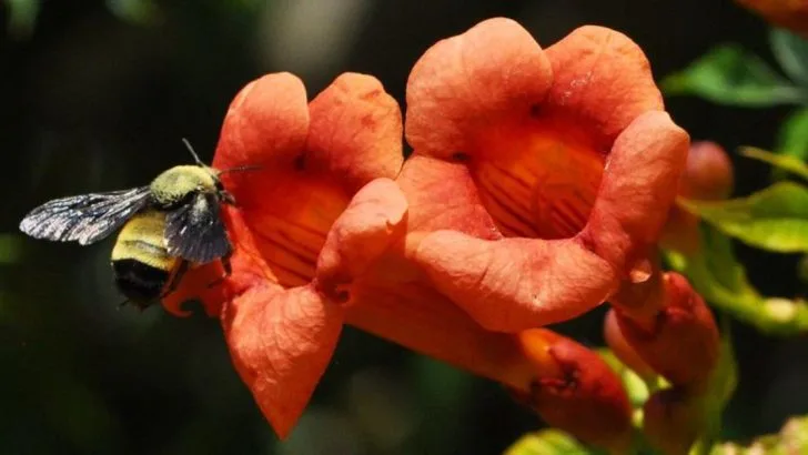 7 Climbing Plants That Create Instant Privacy