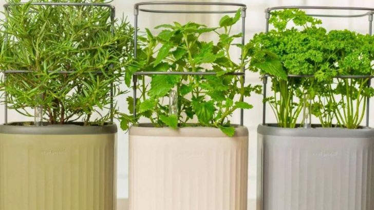 7 Edible Plants You Can Grow Indoors All Year Long
