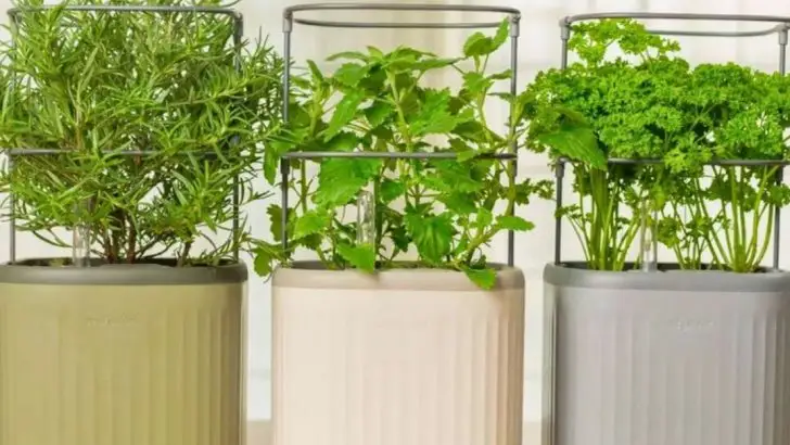 7 Edible Plants You Can Grow Indoors All Year Long