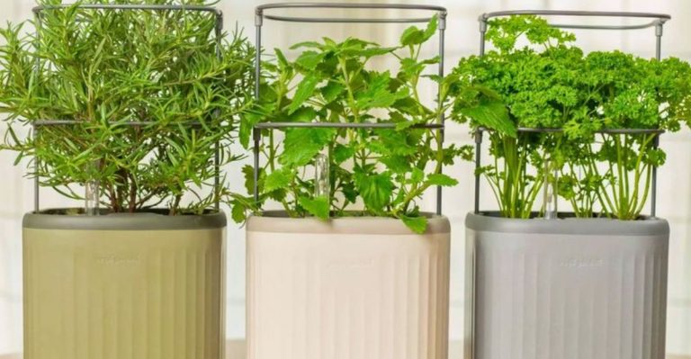 7 Edible Plants You Can Grow Indoors All Year Long