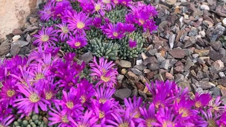 7 Ground Covers and 6 Perennials That Grow Faster and Last Longer