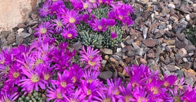 7 Ground Covers and 6 Perennials That Grow Faster and Last Longer