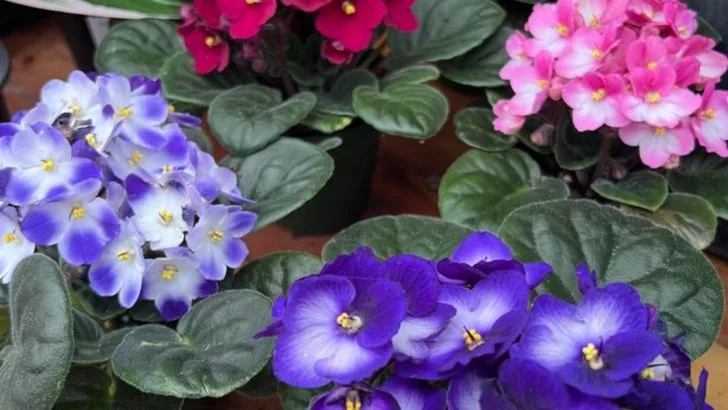 7 Houseplants That Instantly Calm Your Mind + 5 That Can Trigger Allergies Indoors