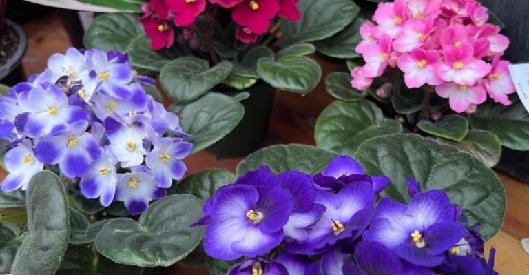 7 Houseplants That Instantly Calm Your Mind + 5 That Can Trigger Allergies Indoors