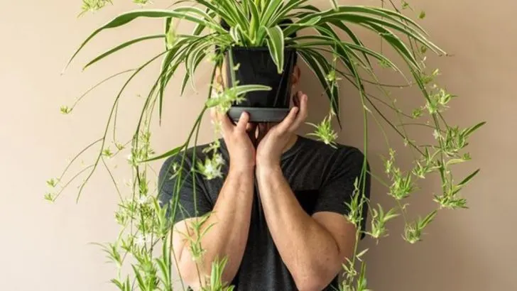 7 Indoor Plants That Boost Your Mood and Productivity Naturally