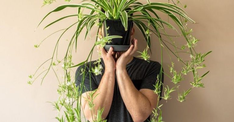 7 Indoor Plants That Boost Your Mood and Productivity Naturally