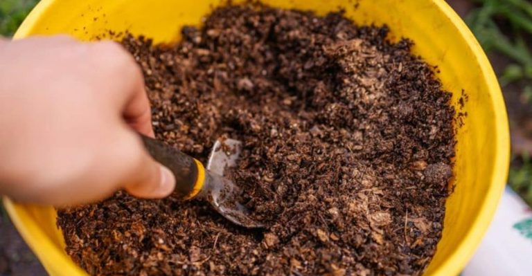 7 Silent Soil Mistakes That Are Killing Your Plants Slowly