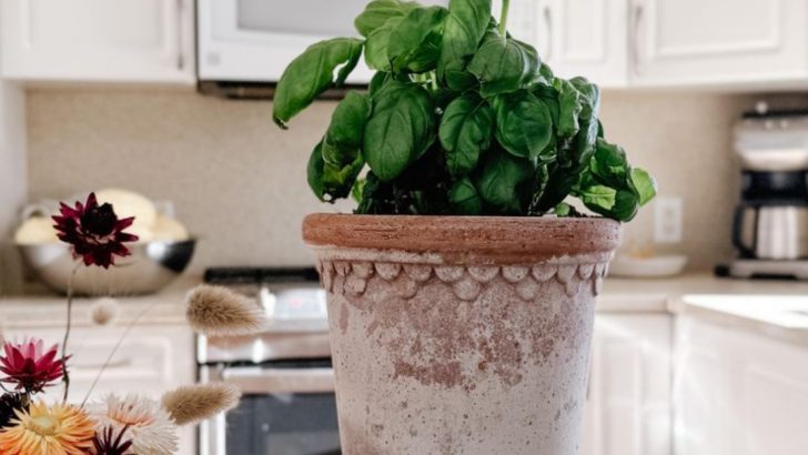 7 Small Edible Plants That Thrive on Sunny Windowsills