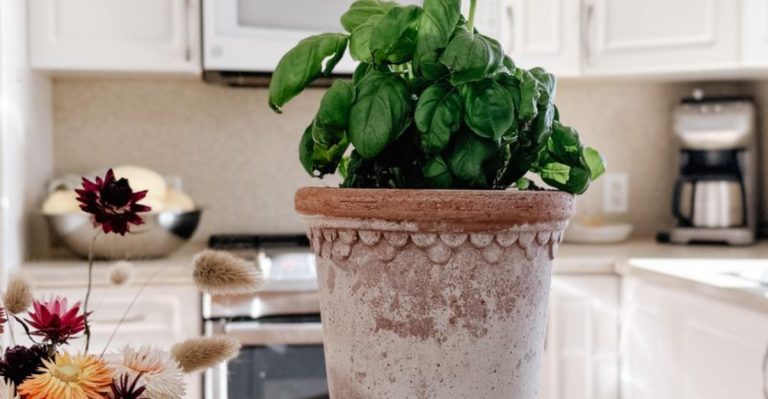 7 Small Edible Plants That Thrive on Sunny Windowsills