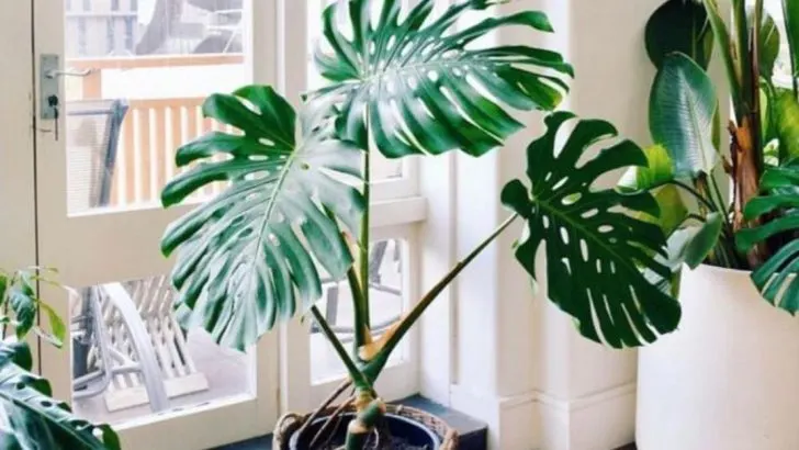 7 Statement Plants That Redesign a Room Without New Furniture