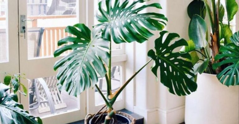 7 Statement Plants That Redesign a Room Without New Furniture