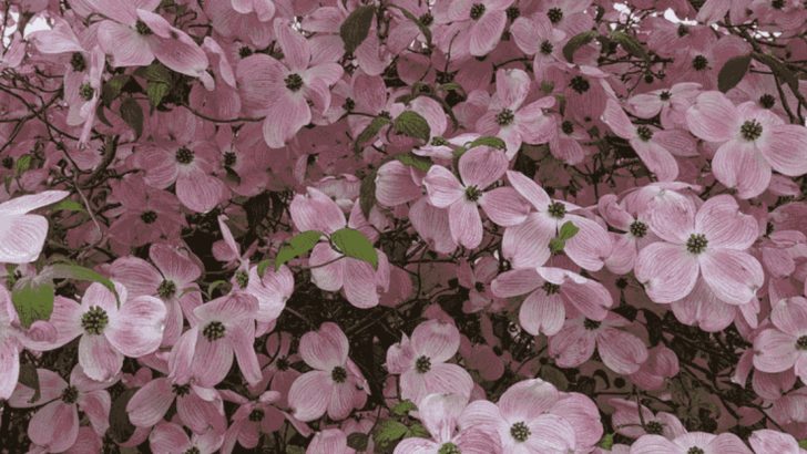 7 Trees That Provide Year-Round Beauty in Small Gardens