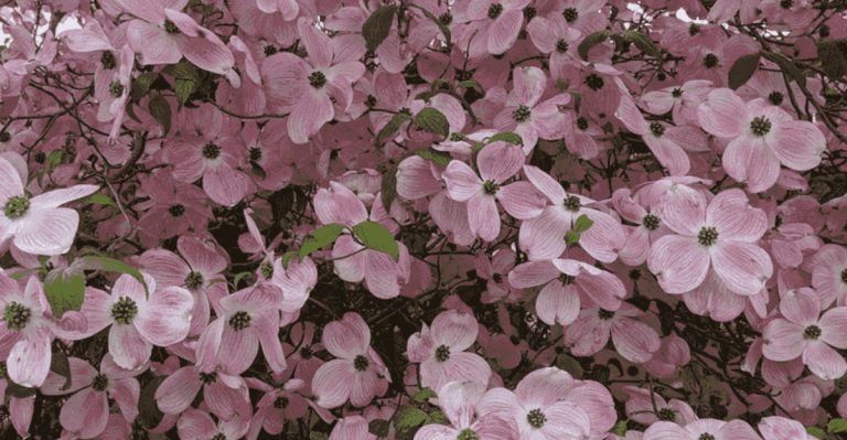 7 Trees That Provide Year-Round Beauty in Small Gardens